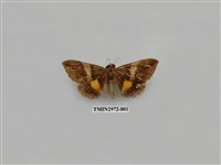 藏品(夜蛾359)的圖片